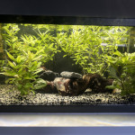 Aquariophile Davbil