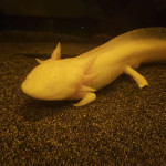 Aquariophile loorea