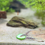 Aquariophile Tsukefan