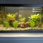 Aquariophile Davbil