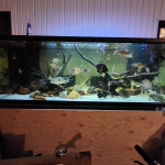 Aquariophile Uaru26