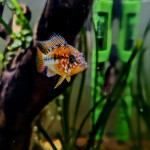 Aquariophile TwingoReverse