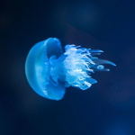 Aquariophile M8duse