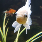 Aquariophile NEGUS69