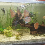 Aquariophile Kikosev66