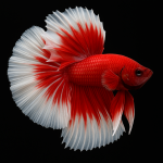 Aquariophile Amel16