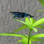 Aquariophile LaNeoshrimpNissarte