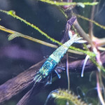 Aquariophile Stev_77