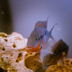 Aquariophile Wemale1120
