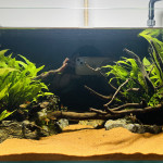 Aquariophile Dukzer