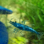 Aquariophile Guppy_De-Faria