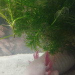 Aquariophile Lou.M