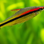 Aquariophile Asch