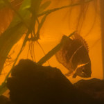 Aquariophile luciol3