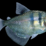 Aquariophile Gymnocorymbus