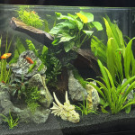 Aquariophile Stephane83