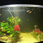 Aquariophile Gotte
