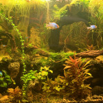 Aquariophile Indie