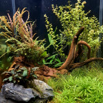 Aquariophile Cyrill3_35