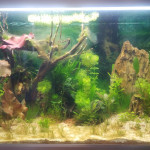 Aquariophile Argael