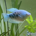 Aquariophile Bast28469