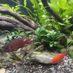 Aquariophile ThomasTZ1