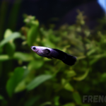 Aquariophile Newnano