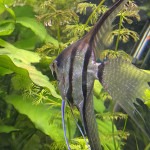 Aquariophile Tofe34
