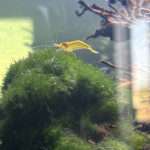 Aquariophile Maryondphn