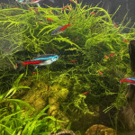 Aquariophile Loic57670