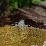 Aquariophile Romyhal