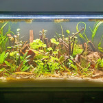 Aquariophile Gregbo