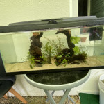 Aquariophile Fish974