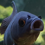 Aquariophile NEGUS69