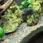 Aquariophile Patou76800