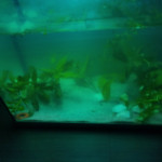 Aquariophile Sombre_aquatique