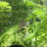 Aquariophile Bogaleia