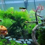 Aquariophile Mariekiwi