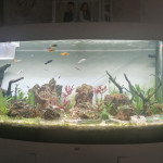 Aquariophile Barbu62