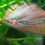 Aquariophile Lolita89