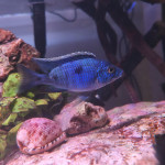 Aquariophile GG66600