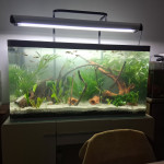 Aquariophile Momo24