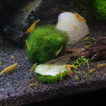 Aquariophile Sebastr