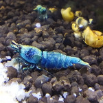 Aquariophile Olivier1977