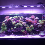 Aquariophile sebastien-duffau