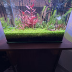 Aquariophile Olivoliv