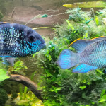 Aquariophile Benj75012