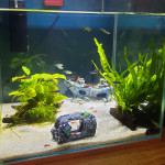 Aquariophile LeaCaroNathi