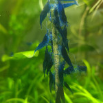 Aquariophile Satlosare