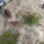 Aquariophile ilovehamster78